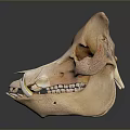 Detailed Animal Skull With Tusk And Teeth On Dark Reflective Surface