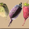Fresh Colorful Radishes With Green Tops And White Purple Red Roots