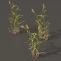 Grass Plants With Green Leaves And Yellow Spikes On Gray Background
