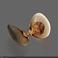Elegant Open Shell With Natural Brown Texture As Home Decor Accessory