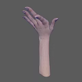 Detailed 3D Rendering of Human Hands and Arms Anatomical Structure