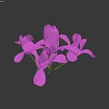 Vibrant Purple Orchid Flowers With Delicate Petals On Dark Background