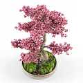 Beautiful Bonsai Potted Plant With Pink Flowers Twisted Trunk And Green Moss