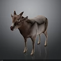 Realistic brown and white goat with horns standing on gray background