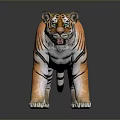 Realistic Tiger With Orange Black Striped Fur Standing Pose Against Dark Background With Reflection