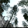 Public Facility With Tall Bamboo Plants White Building Balcony Windows And Blue Sky