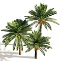 Tall Palm Trees with Straight Trunks Lush Green Fronds and Orange Fruits with Shadow
