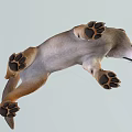 Realistic 3D Model Of Gray And Brown Wolf Standing In Neutral Gray Background