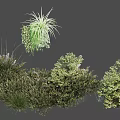 Various Types of Lush Green Leafy Shrubs For Garden Decoration And Landscaping