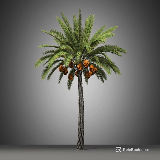 Tall Palm Tree with Green Fronds and Orange Fruits in Isolated Gray Background 3d model 