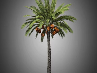 Tall Palm Tree with Green Fronds and Orange Fruits in Isolated Gray Background 3d model
