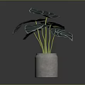Houseplant With Large Green Leaves White Veins And Dark Purple Edges In Grey Concrete Pot