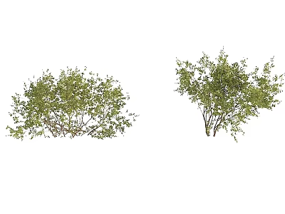Modern Shrub Shrub 3d model Modern Shrub Shrub 3d model