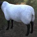 Black And White Sheep Standing On Green Grassland With Trees Background