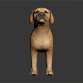 Yellow Labrador Puppy Standing On Dark Reflective Surface With Smooth Fur 3d model