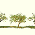 Beautiful Plant Combination with Three Trees Yellow Trunks Green Yellow Leaves Yellow Flowers on Grass