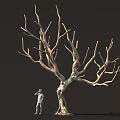 Tall Leafless Tree With Thick Trunk And Standing Figure Against Dark Background