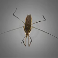 Water Strider Insect With Long Slender Legs And Brown Body On Gray Background