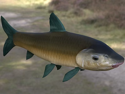 Green Finned Aquatic Fish With Yellow Green Body And Large Head In Natural Habitat 3d model