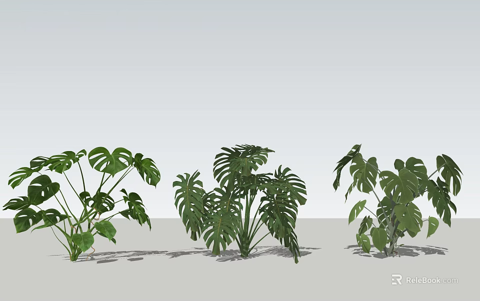 Green Indoor Plants With Monstera Leaves And Lush Foliage Arrangement 3d model 