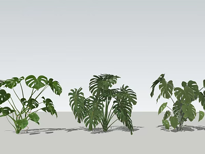 Green Indoor Plants With Monstera Leaves And Lush Foliage Arrangement 3d model