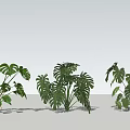 Green Indoor Plants With Monstera Leaves And Lush Foliage Arrangement