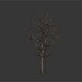 Three Leafless Trees With Bare Trunks And Branches On White Background