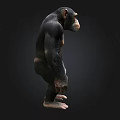 Realistic Chimpanzee 3D Model in Standing Pose with Detailed Features 3d model