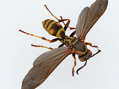 Close Up View Of Wasp With Yellow Black Stripes And Transparent Wings 3d model