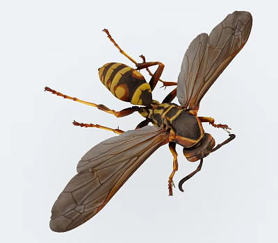 insect bee 3d model