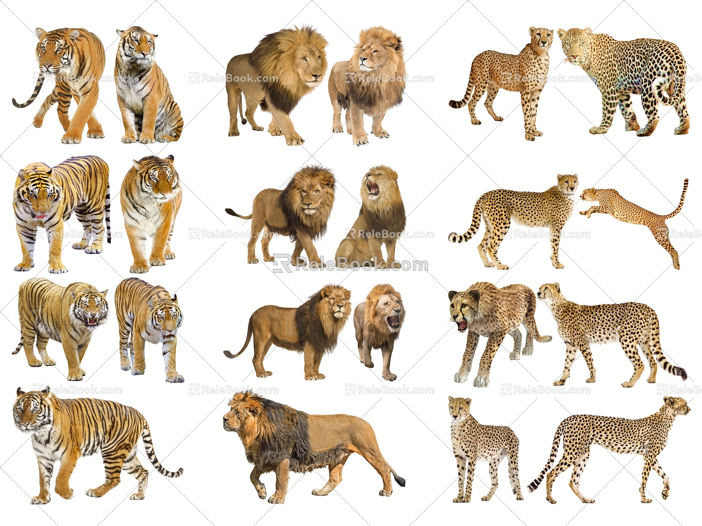 2D Animal Wildlife Tiger Lion Cheetah 3d model