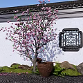Traditional Chinese Garden Featuring Pink Flowering Tree Square Lattice Window And Clay Pot