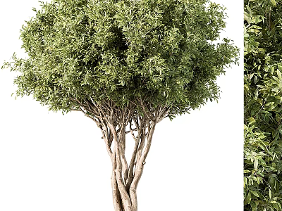 Tall Olive Tree With Multiple Twisted Trunks And Dense Green Leaves 3d model