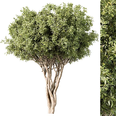 Tall Olive Tree With Multiple Twisted Trunks And Dense Green Leaves 3d model