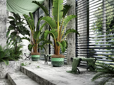 Bonsai Potted Plants With Large Leaves In Green Pots On Stone Steps With Natural Light 3d model