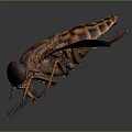 Detailed Striped Fly With Transparent Wings And Compound Eyes On Dark Background