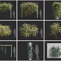Green Leafy Flowering Vine Plants For Garden Archway Column And Wall Decoration