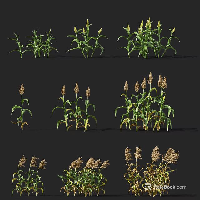 Agricultural Crops Showing Various Growth Stages With Green Leaves And Mature Ears 3d model 