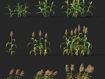Agricultural Crops Showing Various Growth Stages With Green Leaves And Mature Ears 3d model