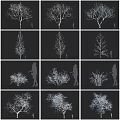 Various Tree Types Displaying Diverse Structures Shapes and Human Silhouette Comparison 3d model