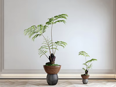 Indoor Bonsai Potted Plants With Two Sizes Fern Leaves And Wooden Black Pots 3d model