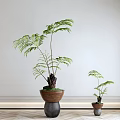 Indoor Bonsai Potted Plants With Two Sizes Fern Leaves And Wooden Black Pots