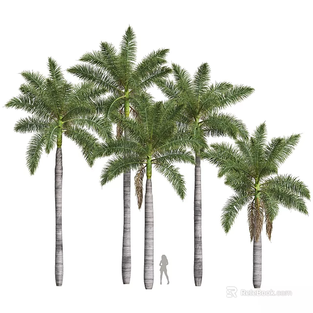 Tall Palm Trees With Lush Green Fronds And Straight Trunks In Natural Environment 3d model 