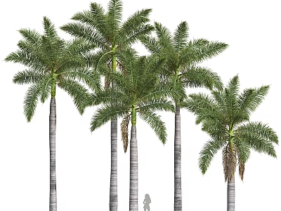 New Plant High Detail Medium Roystonea Regia 3d model
