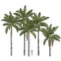 Tall Palm Trees With Lush Green Fronds And Straight Trunks In Natural Environment