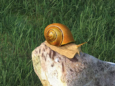 Snail With Spiral Shell On Rock In Green Grass Field 3d model