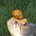 Snail Reptile 3d model