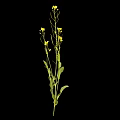 Green Plant With Yellow Flowers Stems And Leaves Against Black Background