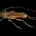 Longhorn Beetle With Long Antennae Brown Body And Detailed Legs On Black Background