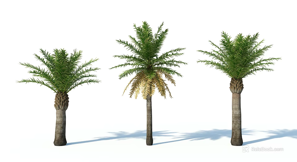 Three Palm Trees With Upright Trunks Green And Yellow Fronds White Background Shadows 3d model 